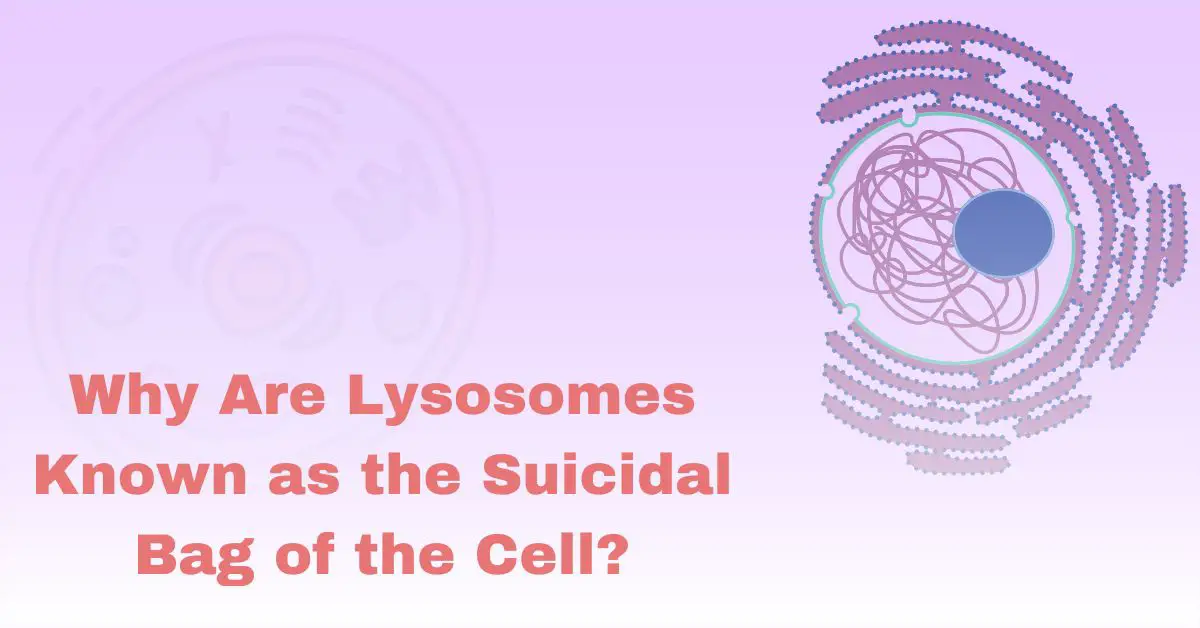 Why Are Lysosomes Known as the Suicidal Bag of the Cell?